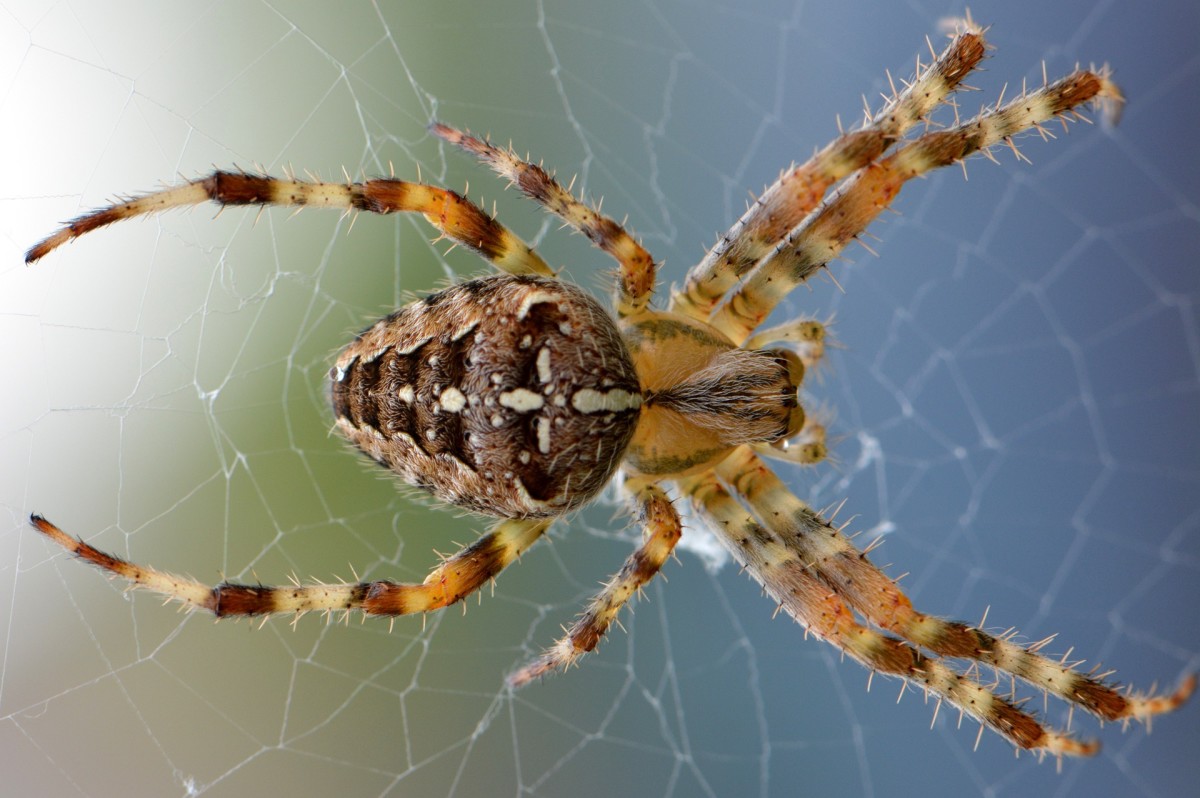 Spider season: The reason eight-legged creatures invade UK homes in  September and why you shouldn't kill them