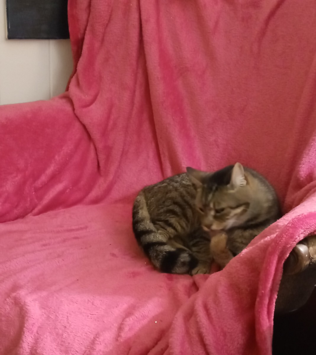 Animal Love HubPages