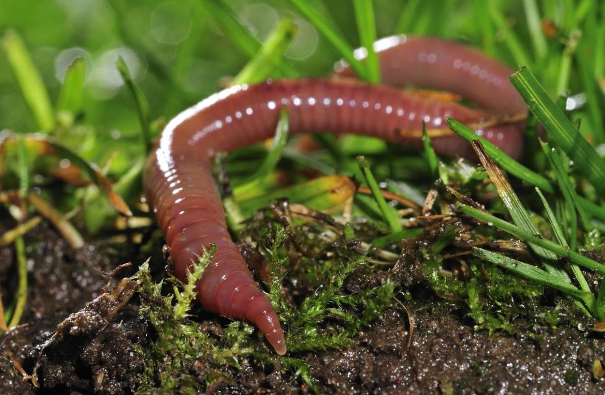 Earthworms Are Valuable Allies in Your Soil