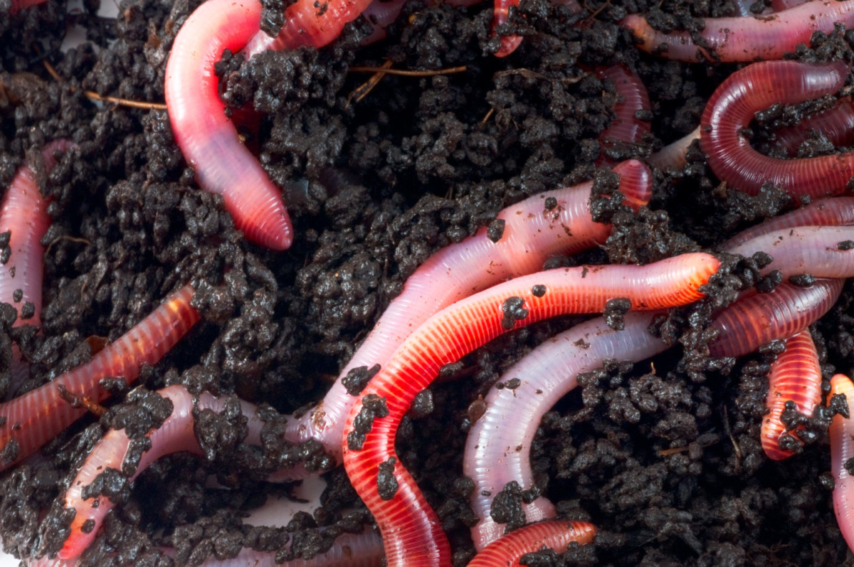 Earthworms Are Valuable Allies in Your Soil - HubPages
