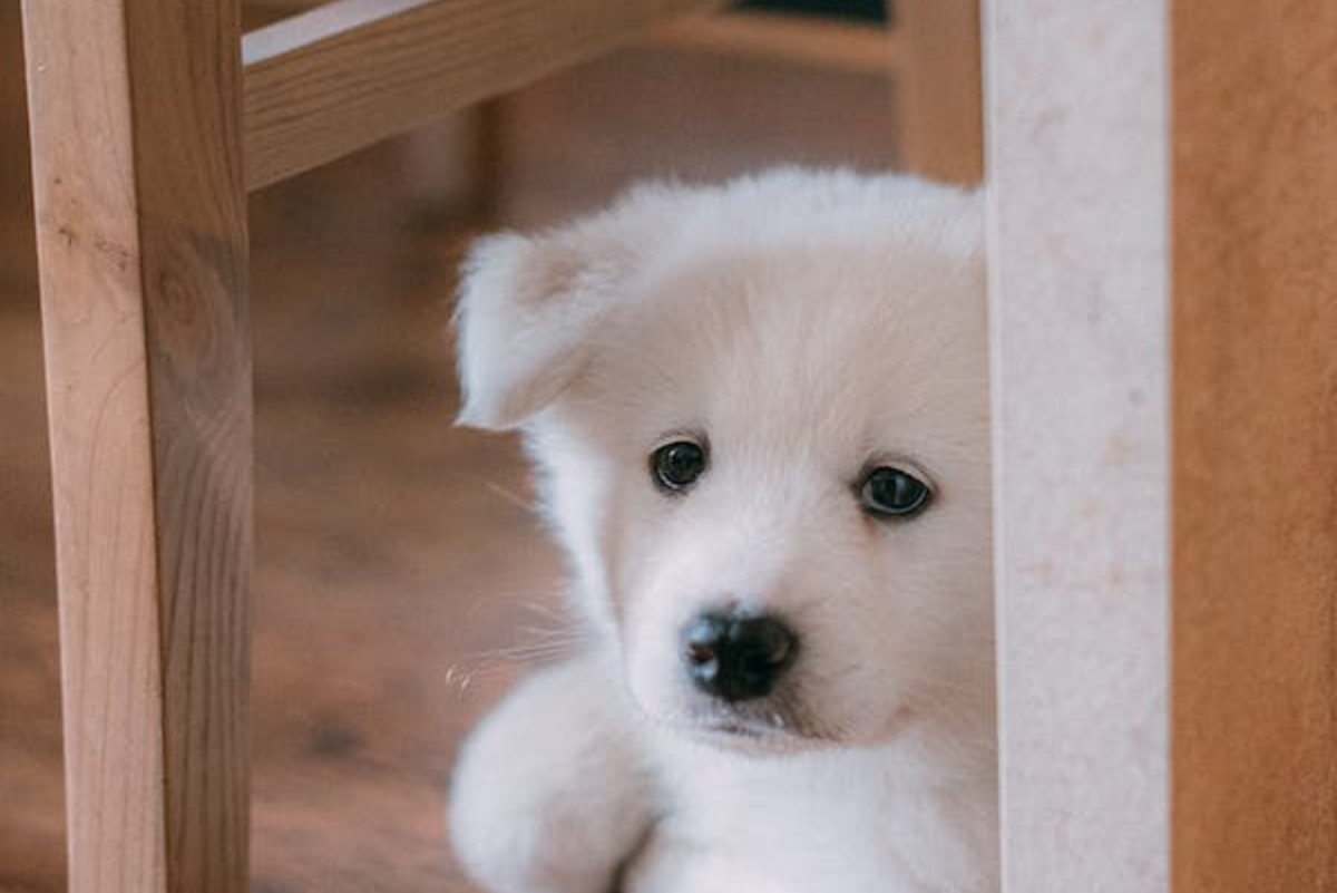Flooding Therapy for Dog Behavior Issues: Does It Work?