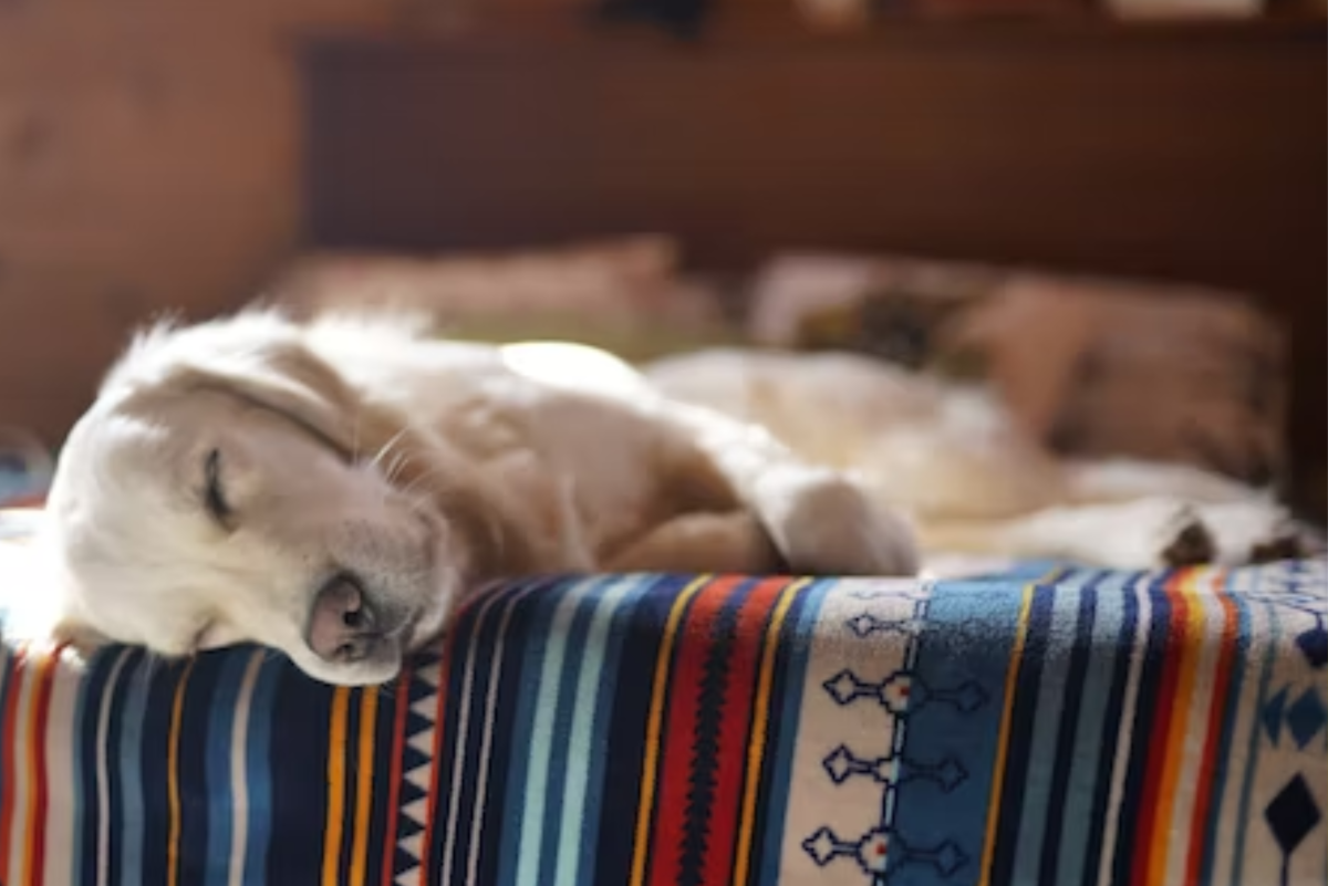 Understanding Your Dog's Sleeping Behavior: Why Do Dogs Sleep