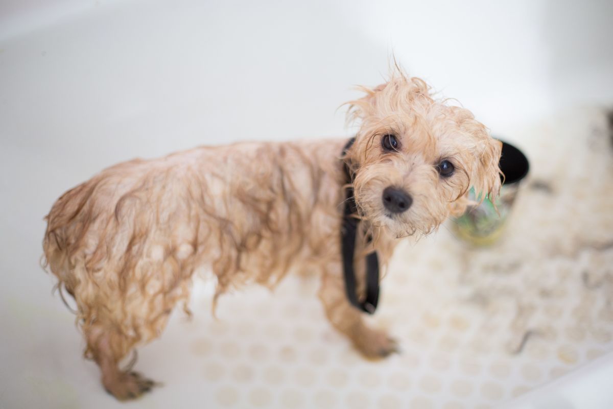Common Dog Grooming Issues