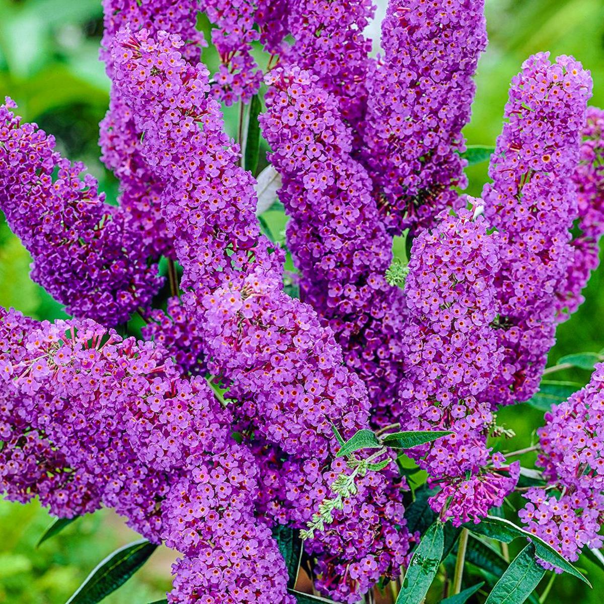 Common Butterfly Bush Problems and Effective Solutions