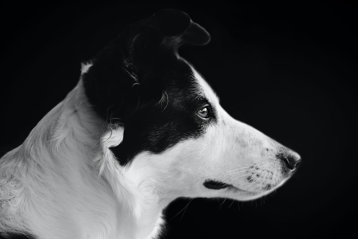 6 Factors That Influence a Dog's Behavior