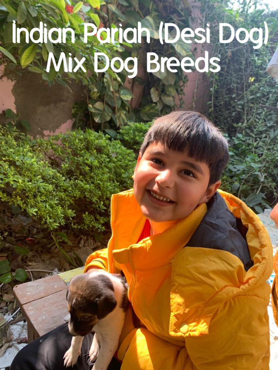 10 Most Popular Indian Pariah Desi Mix Dog Breeds HubPages