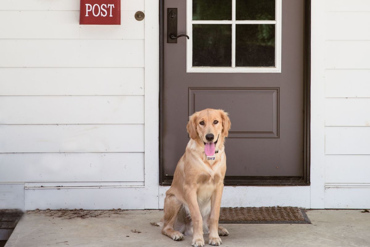 Understanding Dog Territorial Marking PetHelpful