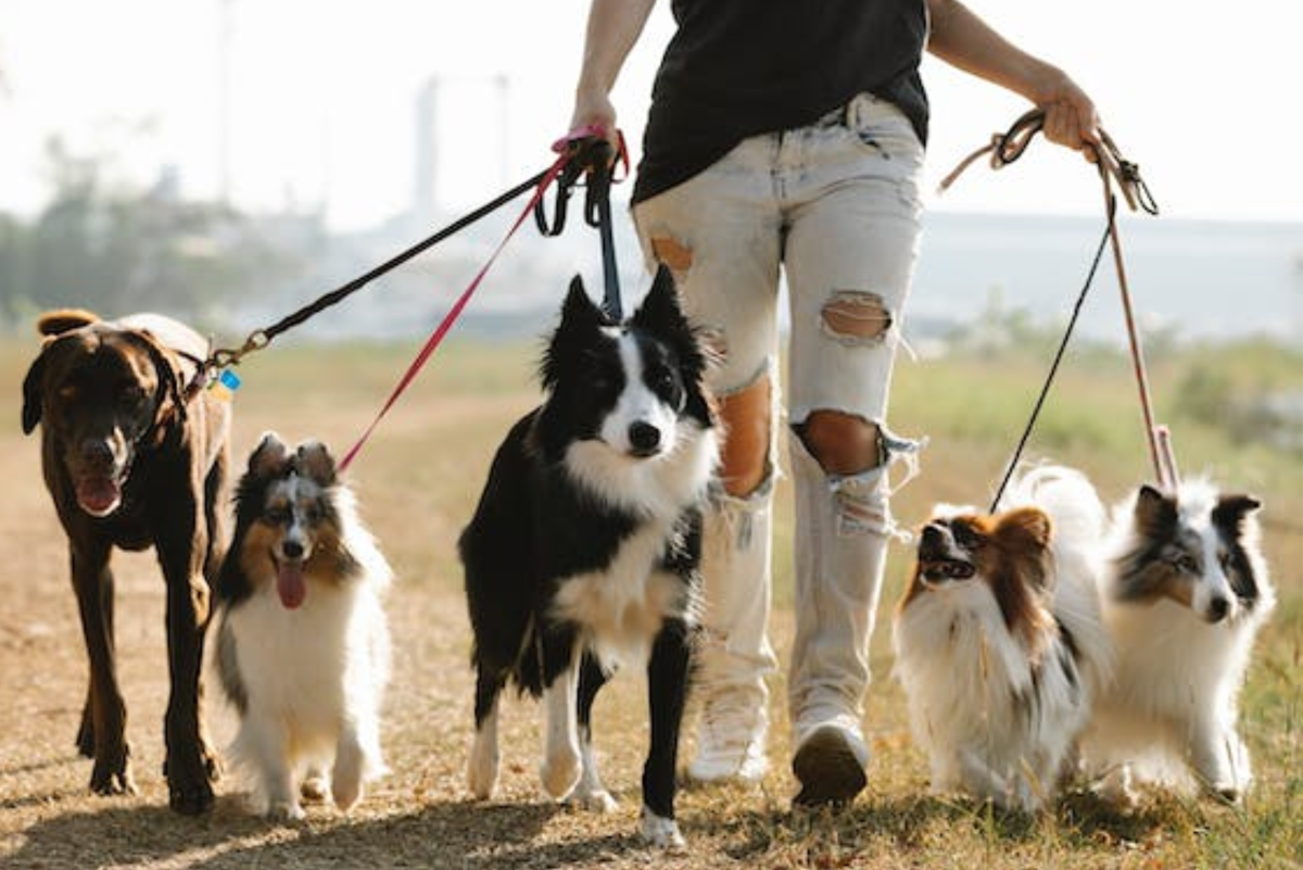 buiten gebruik Trottoir retort 7 Great Tips for Walking Multiple Dogs Like a Professional Dog Walker -  PetHelpful