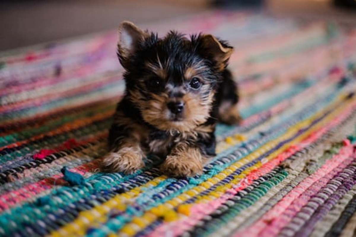 The Best Places to Find a Really Cheap Puppy - PetHelpful