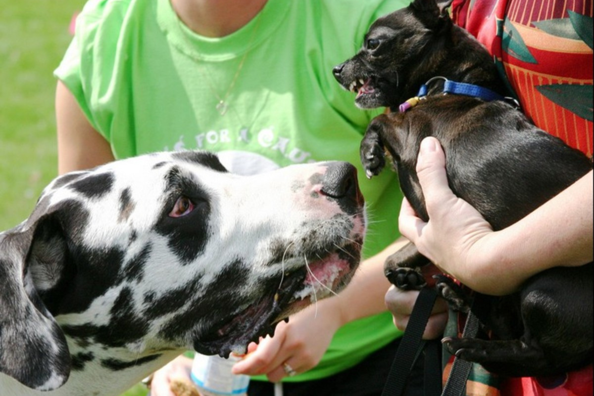 Size Matters! How to Safely Introduce Big and Little Dogs