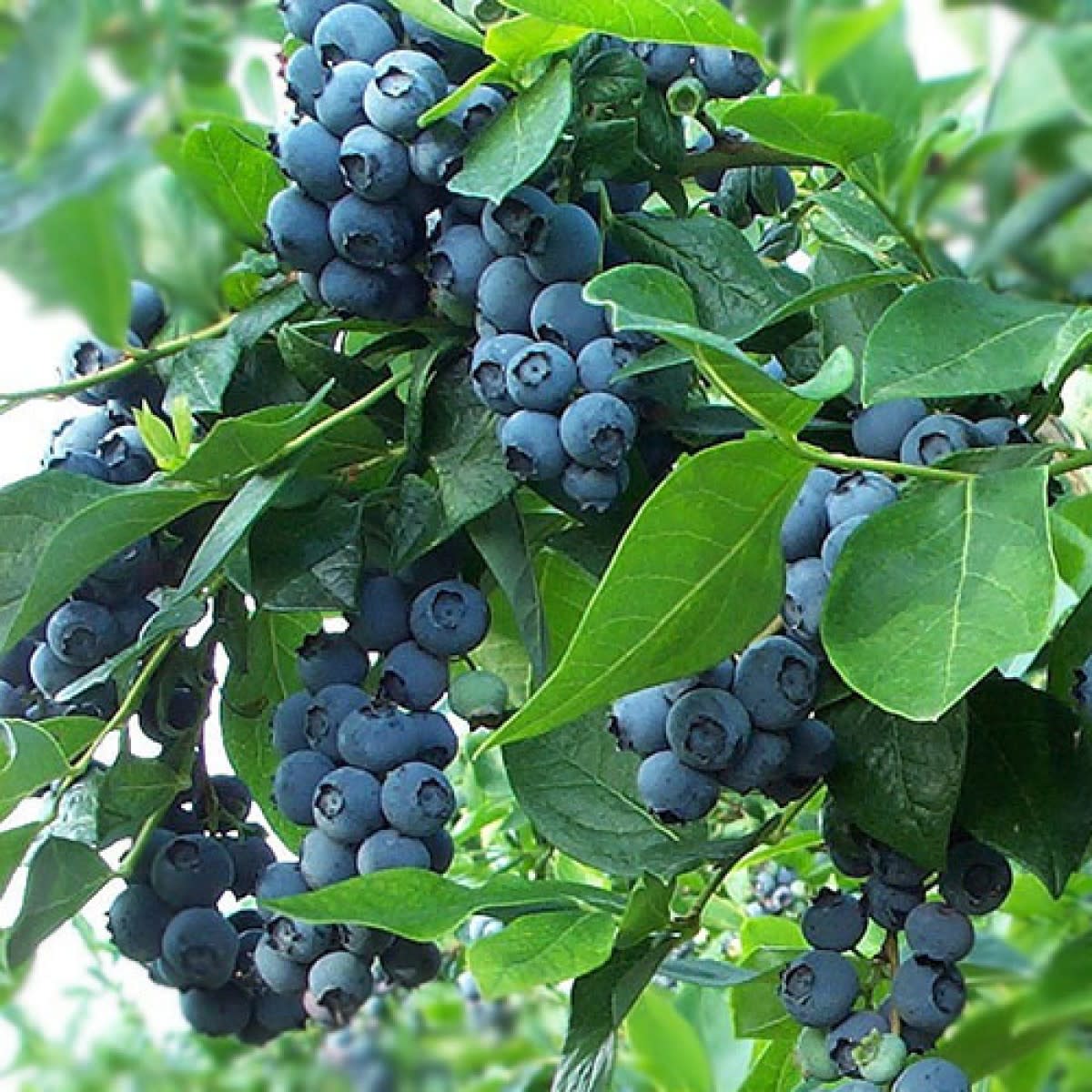 Cultivating Blueberries From Softwood or Hardwood Cuttings