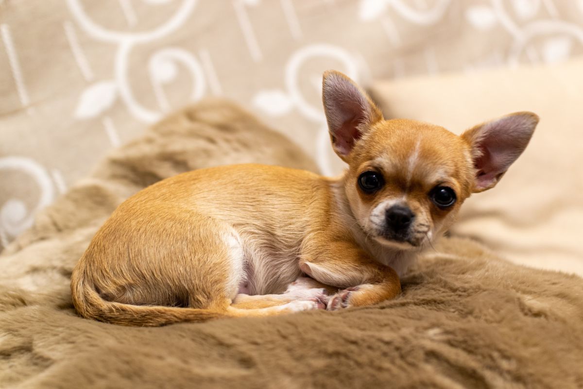 Providing Your Chihuahua With Proper Toys - Chihuahua Training Tips