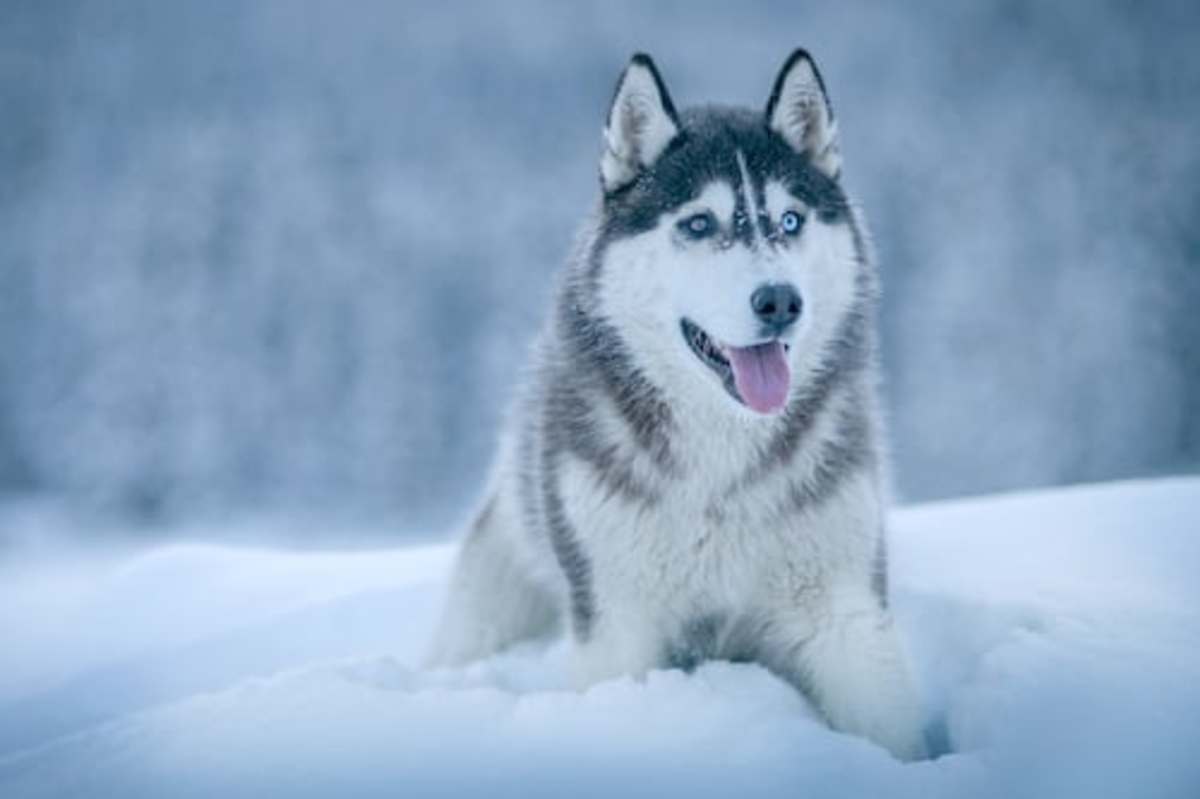 Facts About the Siberian Husky: An Excellent Dog Breed
