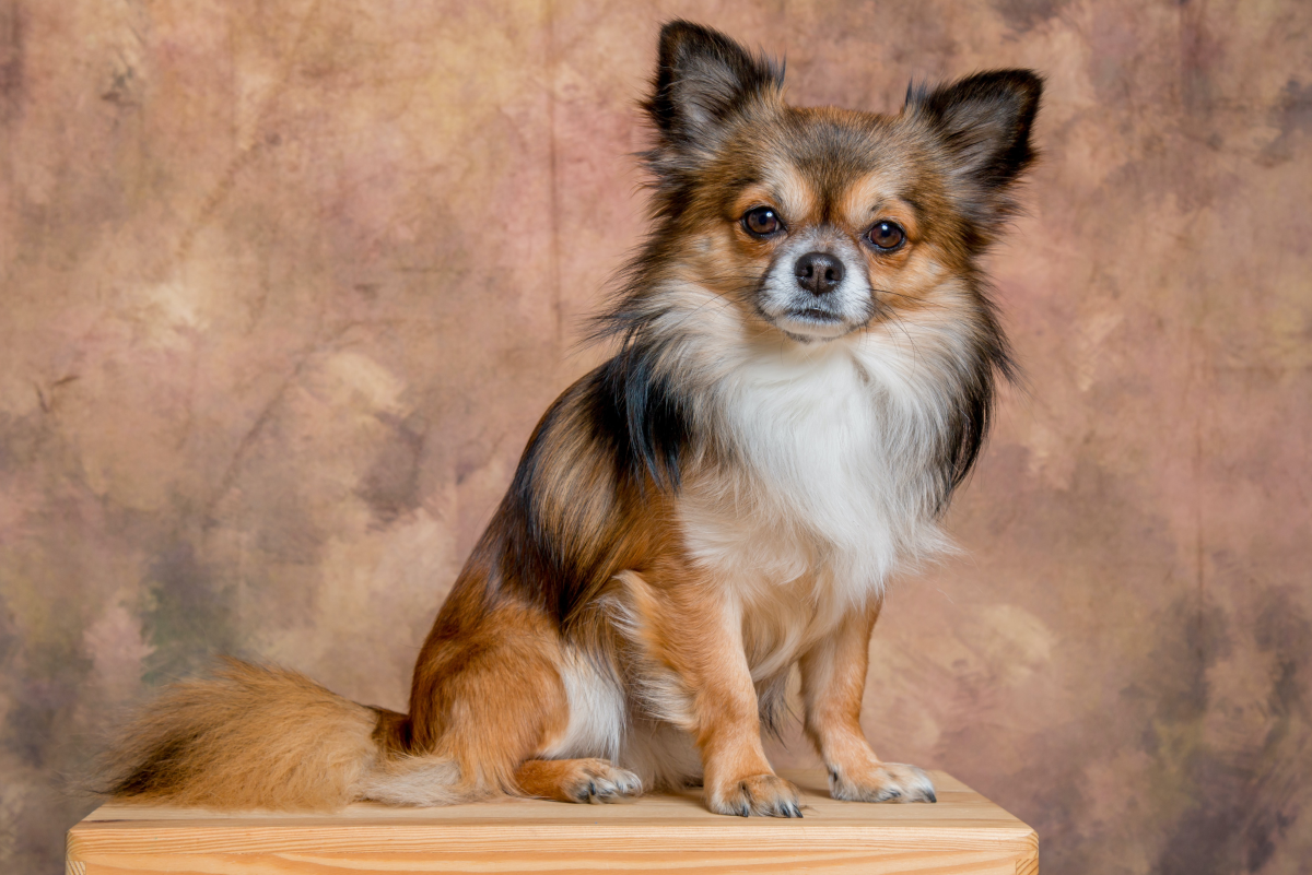 The Papillon: A Guide to Being Owned by One - PetHelpful