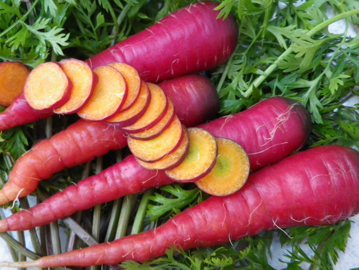 A StepbyStep Guide to Growing and Cultivating Carrots Dengarden