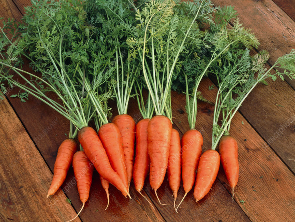A Step-by-Step Guide to Growing and Cultivating Carrots