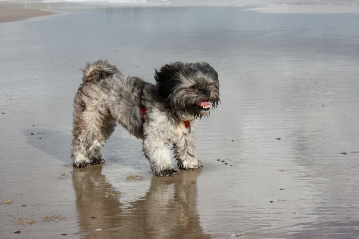 Tibetan dog best sale lhasa apso