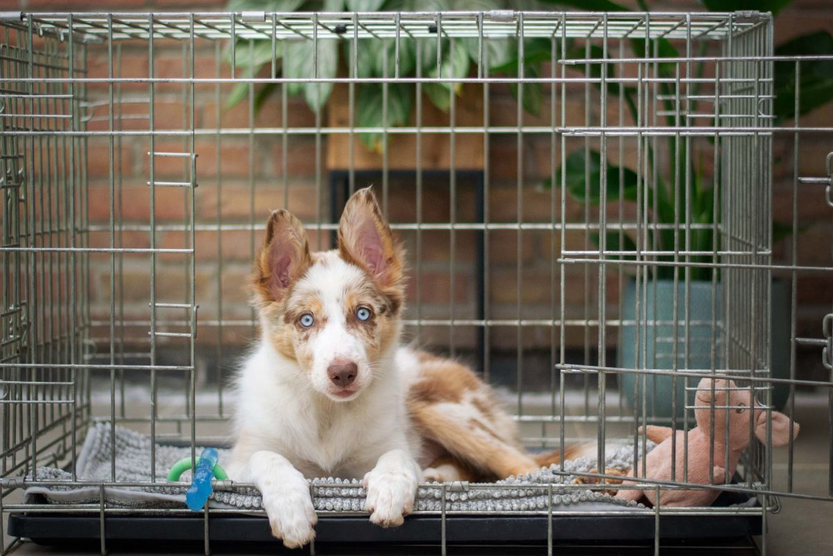 Why Every Dog Should Have a Crate