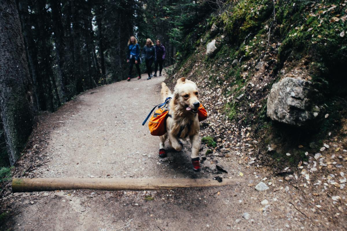 Packing List for Hiking or Camping With Dogs