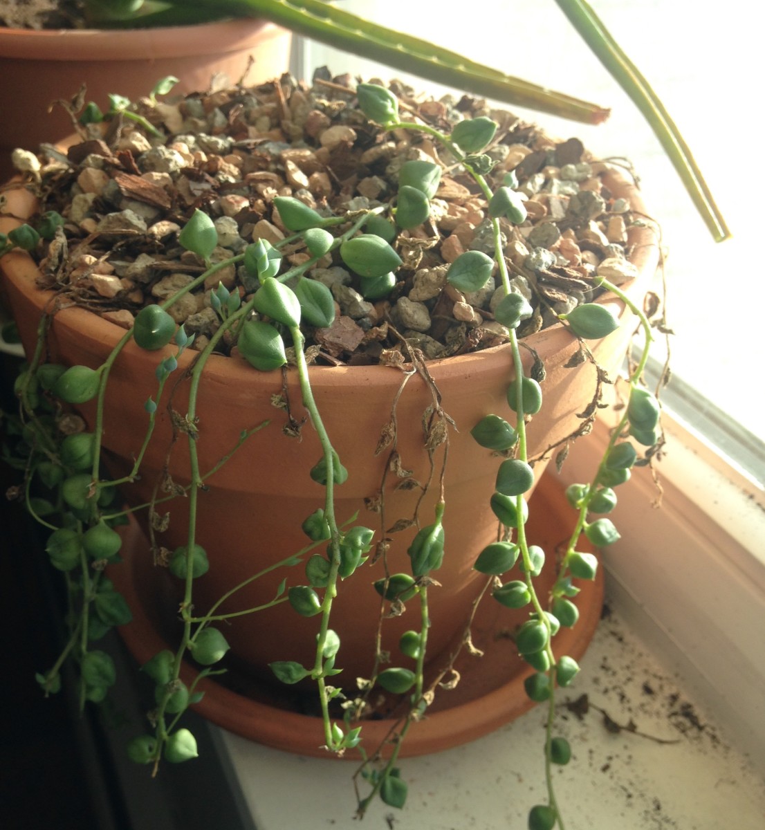 Bring a Touch of Elegance to Your Home With a String of Pearls Plant HubPages