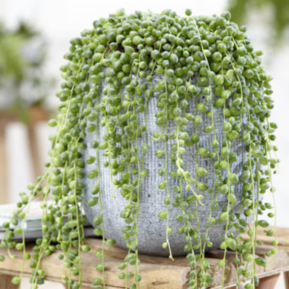 Bring a Touch of Elegance to Your Home With a String of Pearls Plant