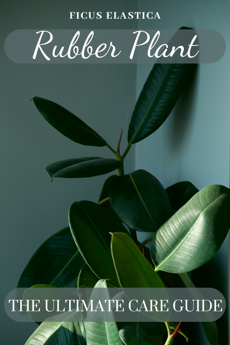 Complete guide to rubber plant care