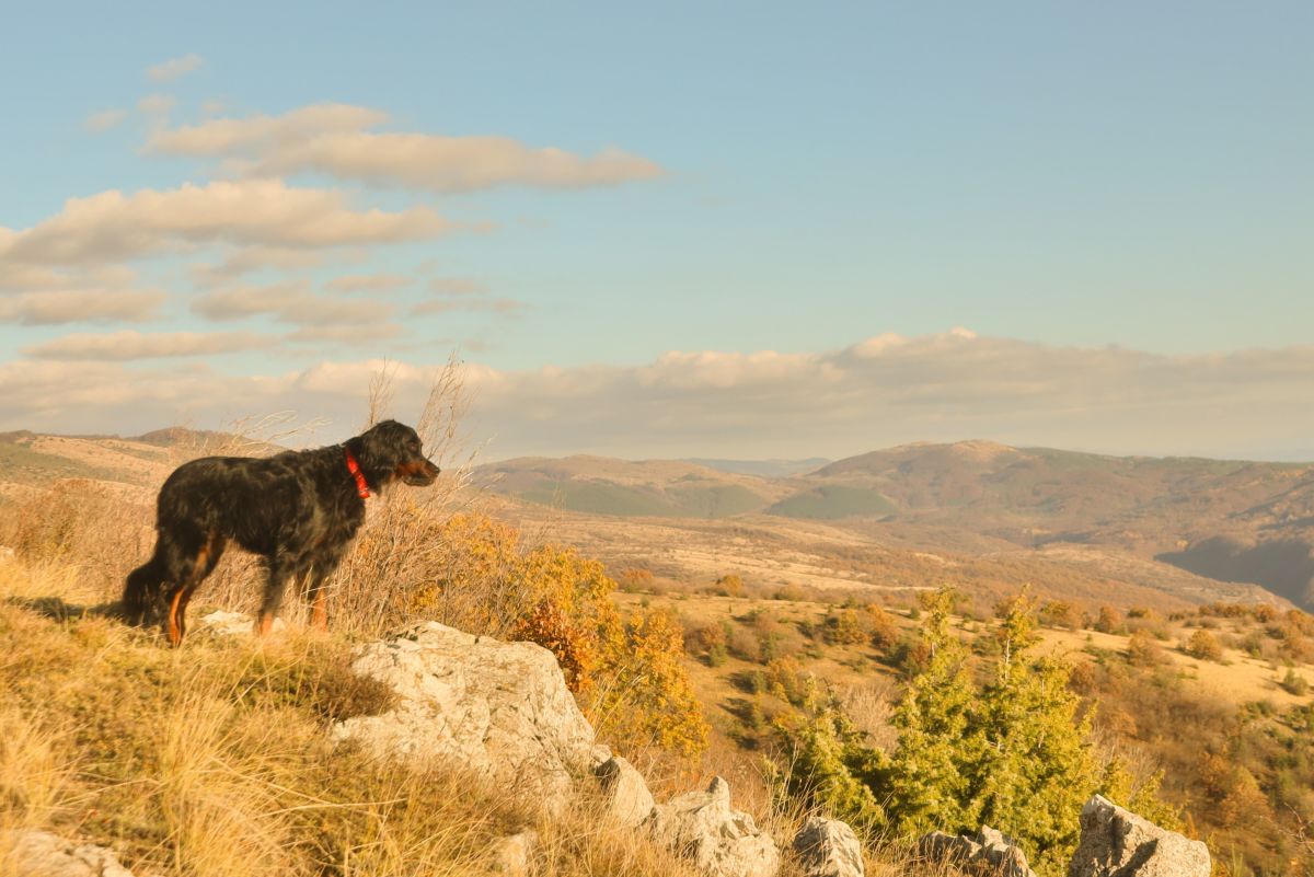 Are Dogs Hunters or Scavengers?