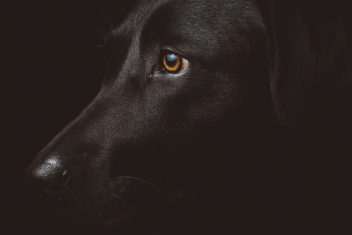 Canine Epilepsy: What Can Trigger Seizures in Dogs?