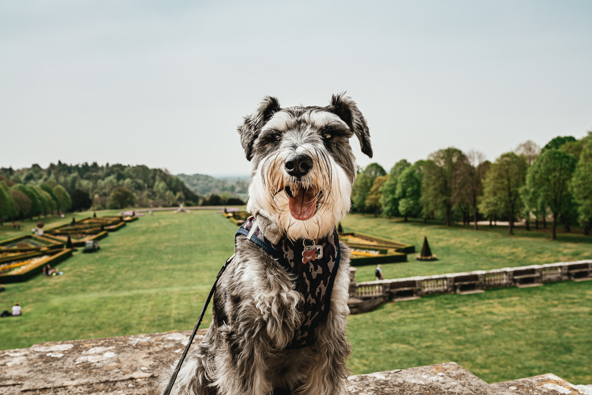 What Causes Hemorrhagic Gastroenteritis In Dogs