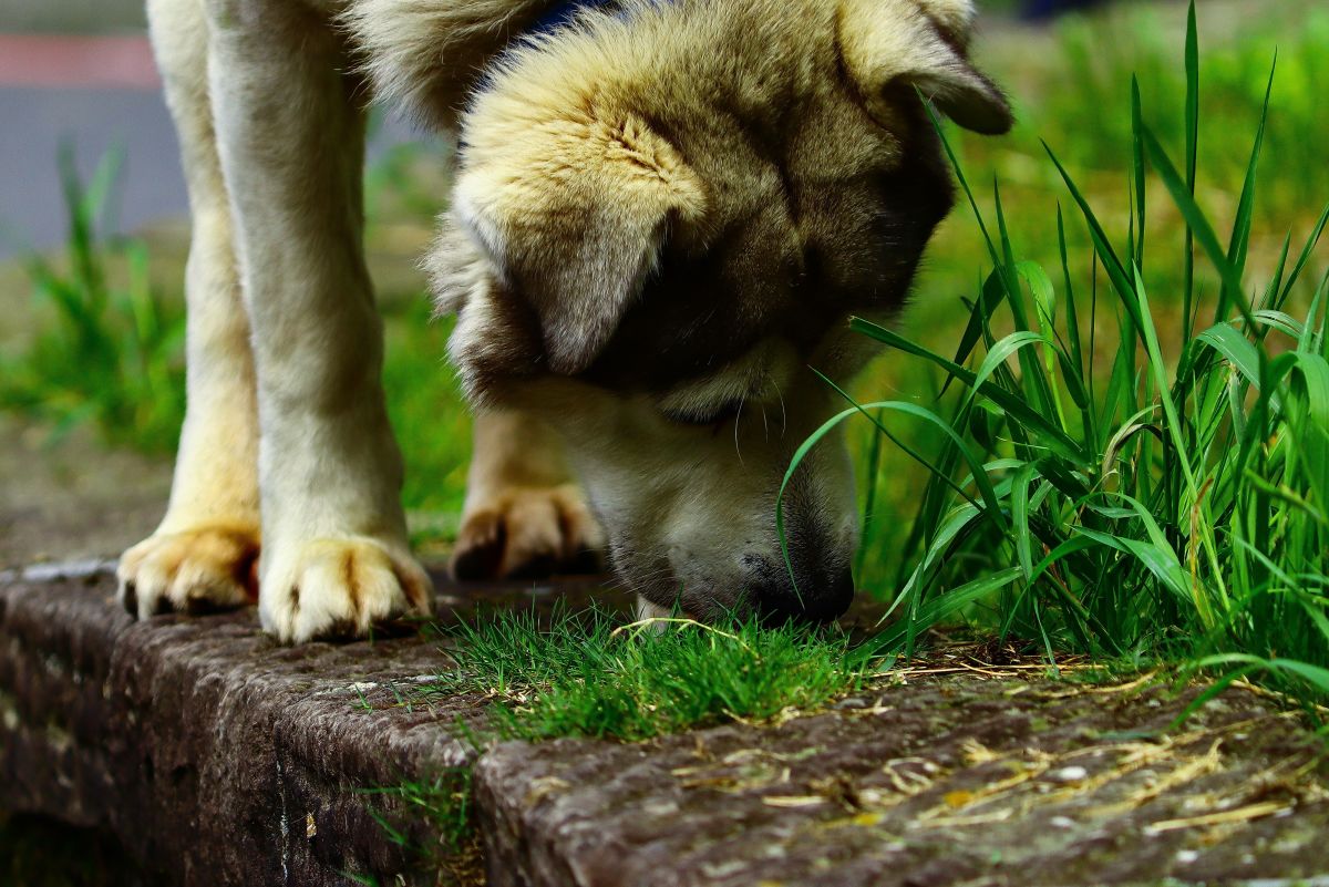 Why Is My Dog Vomiting?