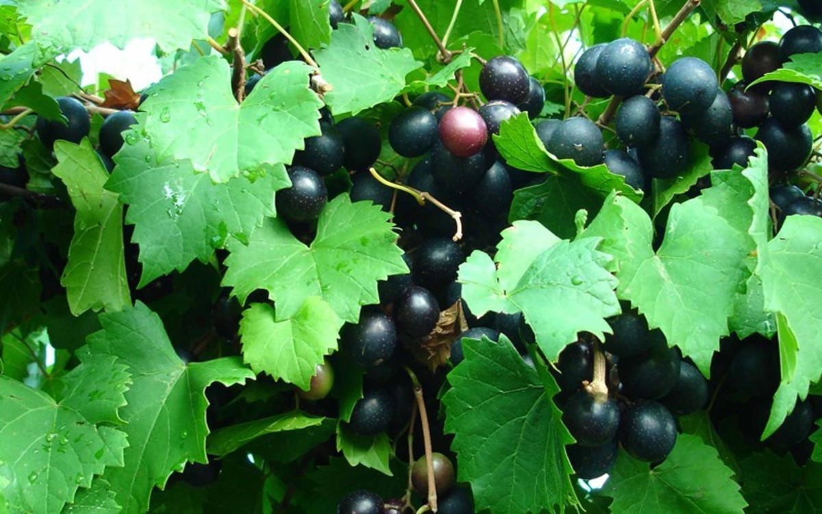 How to Plant and Cultivate Muscadine Grapes
