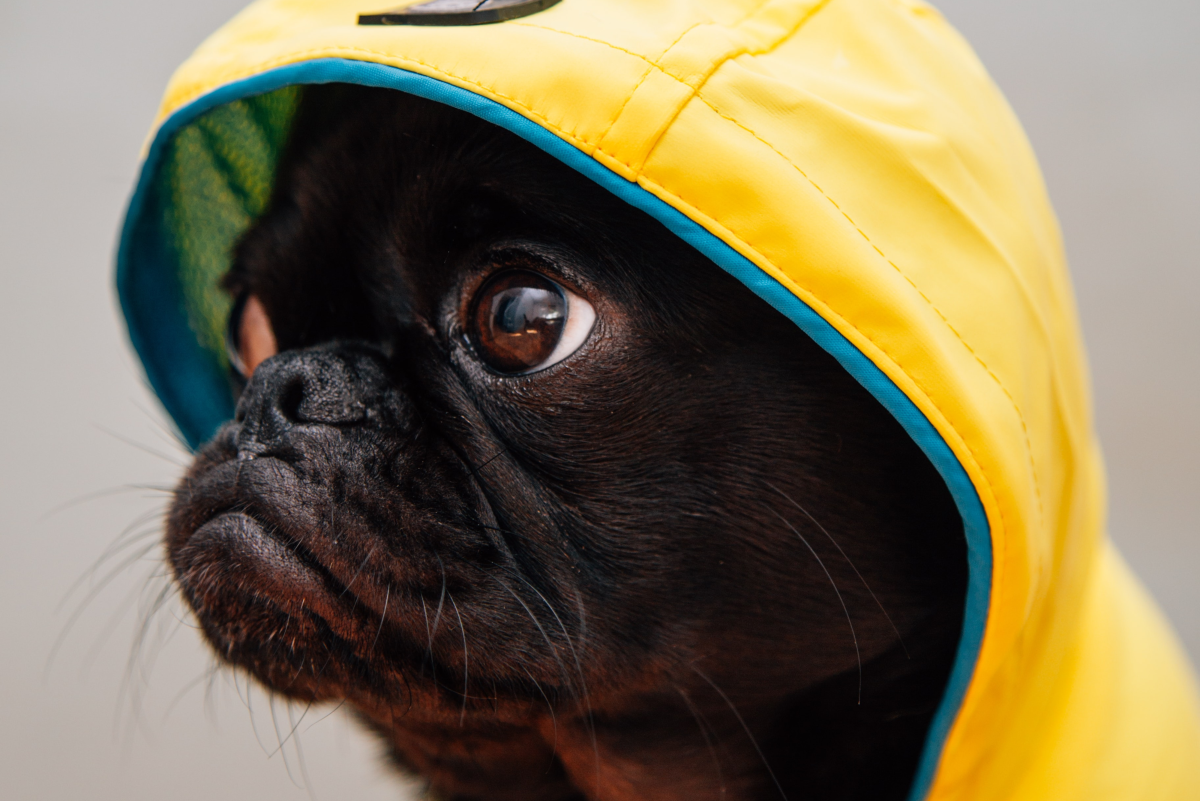 10 Tips For Dogs That Refuse To Potty In The Rain - Pethelpful