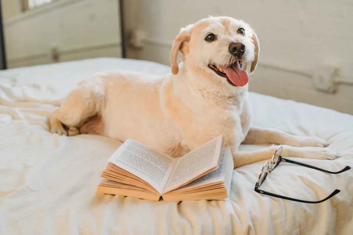 Your Dog Is Smarter Than You Think: Research and Studies About Communicating With a Canine