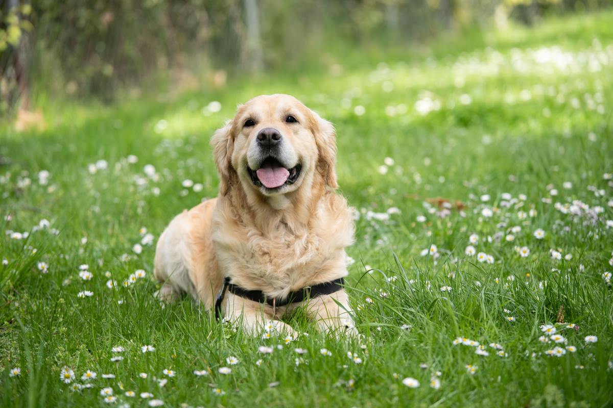 Labrador Retriever Breed Information: The Doggie Matchmaker