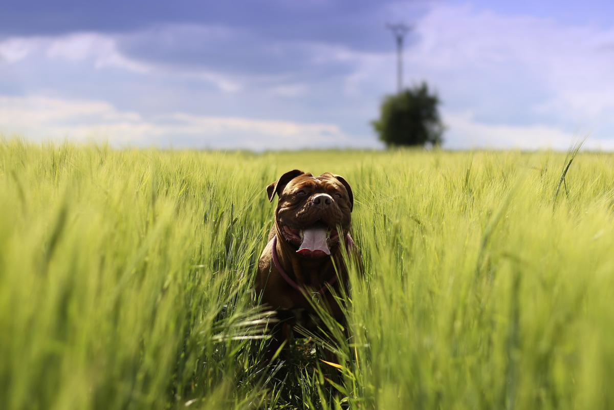 Dogue de Bordeaux: The Mastiff Breed That Can't Be Exterminated