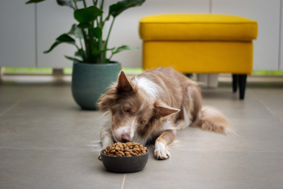 The Benefits of Holistic Dog Food
