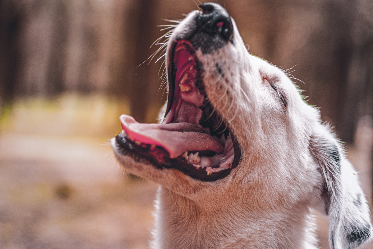 Collapsed Tracheas in Dogs