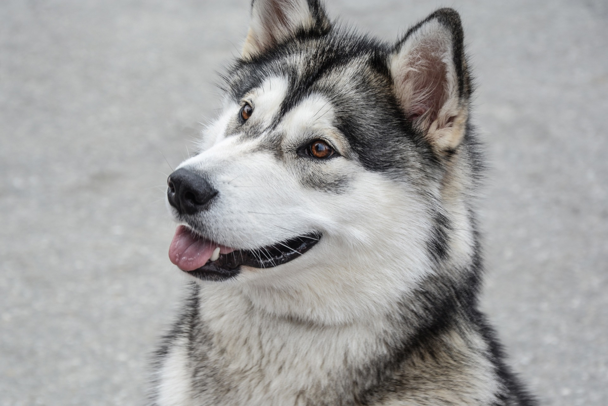 How to Train Alaskan Malamute Dogs