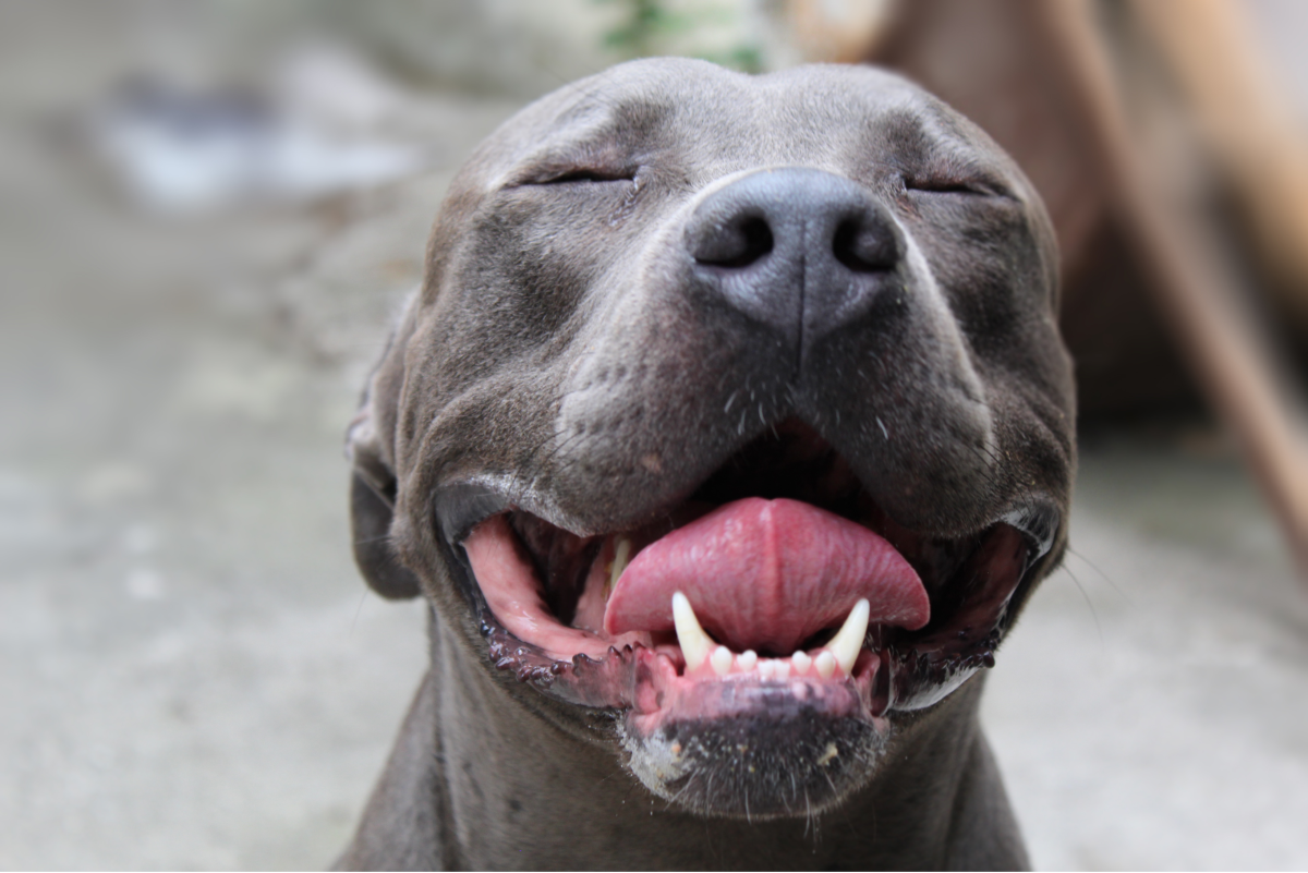 How to Raise and Train Pit Bulls to Not Be Aggressive - PetHelpful