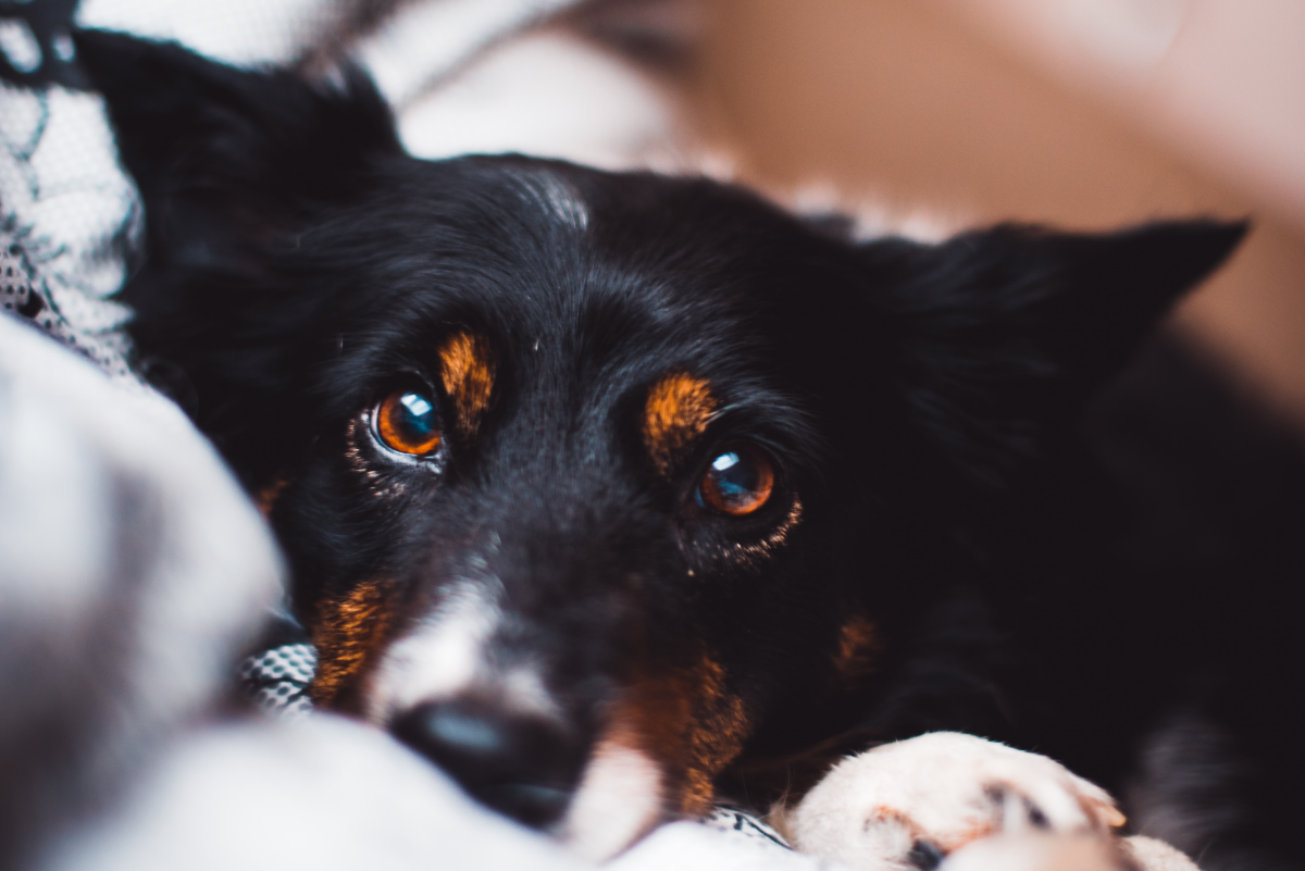 Canine Epilepsy: Expert Answers to Your Frequently Asked Questions