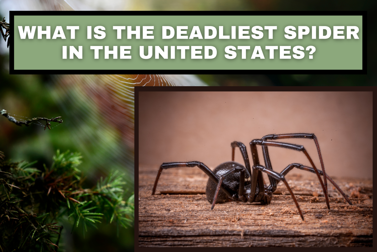 What Is the Deadliest Spider in America?