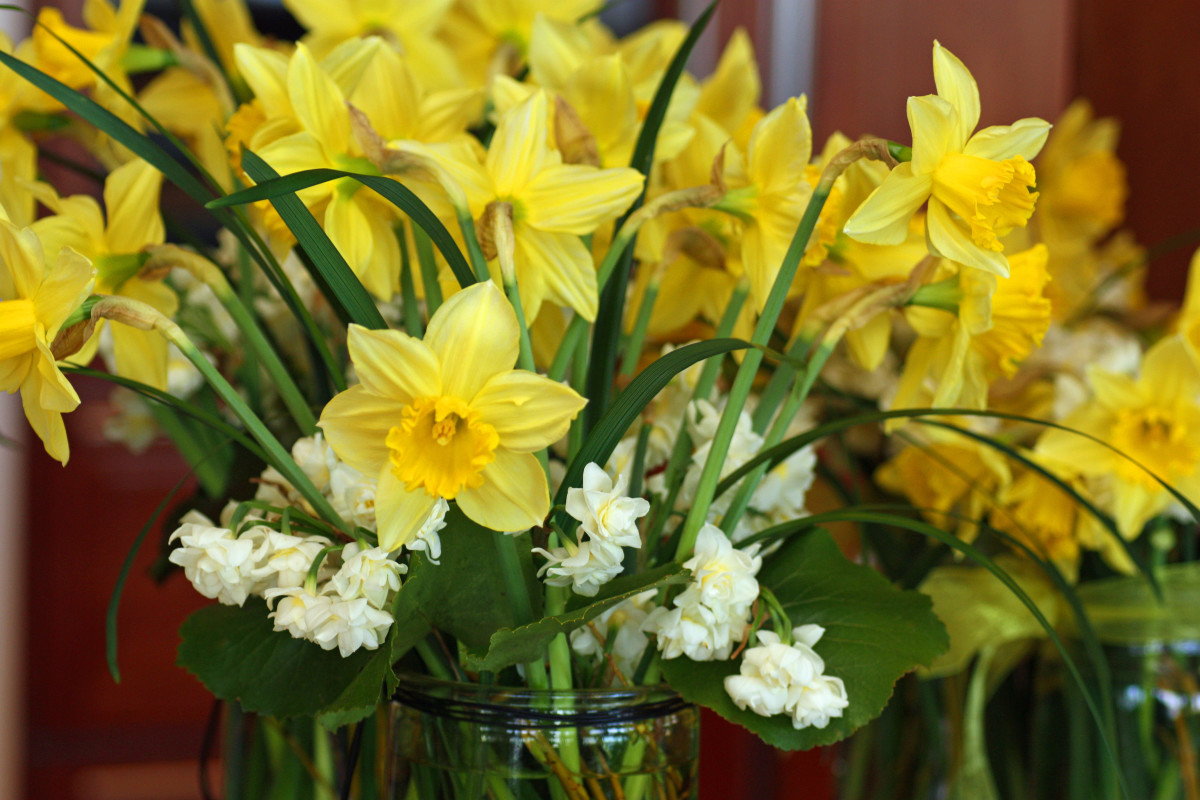 how-to-extend-the-life-of-cut-flowers-dengarden