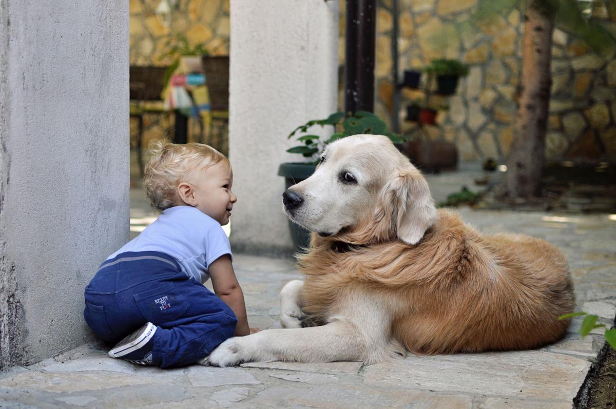 How Do Dogs Know To Be Gentle With Babies And Toddlers PetHelpful
