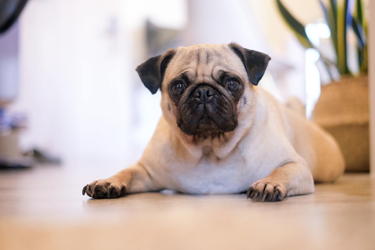 5 Fierce Small Dog Breeds Your Family Must Be Afraid Of - PetHelpful