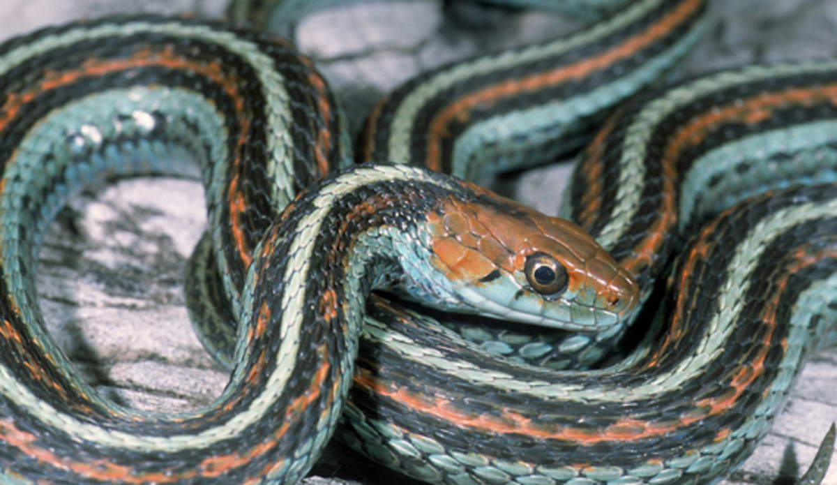 5 Pet Snakes That Don’t Eat Rodents