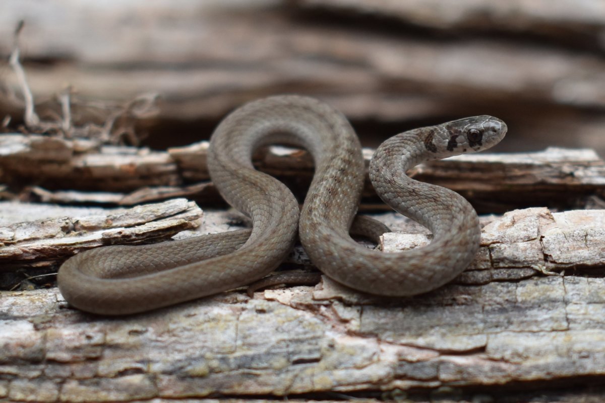 8 Small and Easy Pet Snakes for Beginners - PetHelpful
