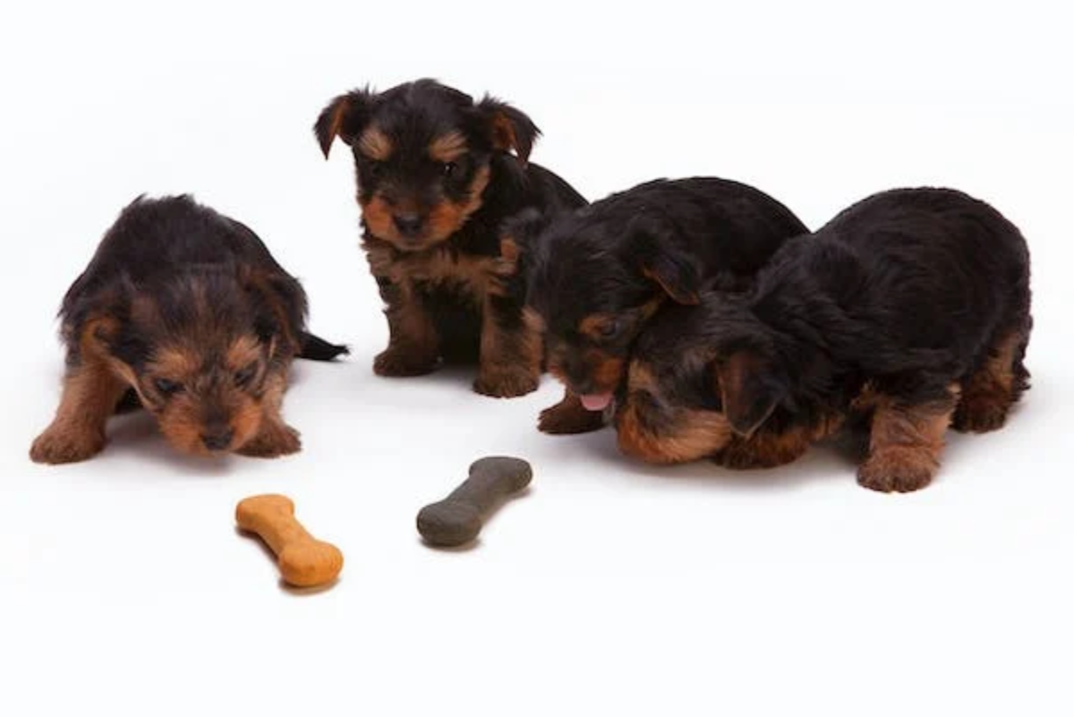 How to Choose Dog Treats for Small Breed Dogs