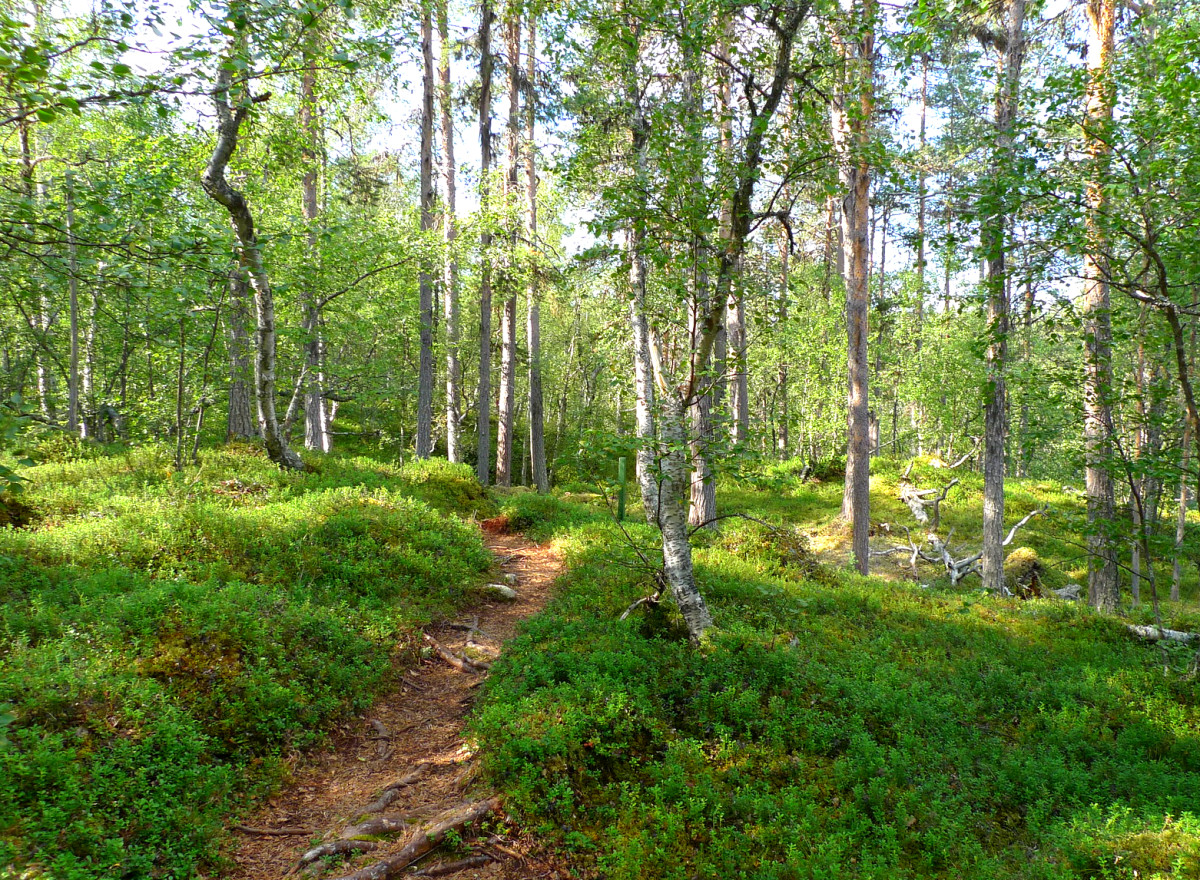 Spirit Trees and Tree Worship in Ancient Finland - HubPages