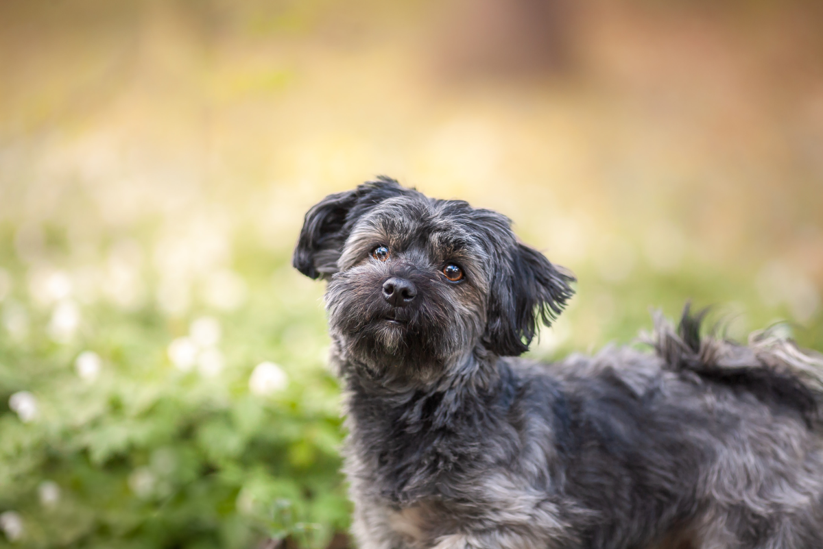 Why Havanese Dogs Make Great Family Pets