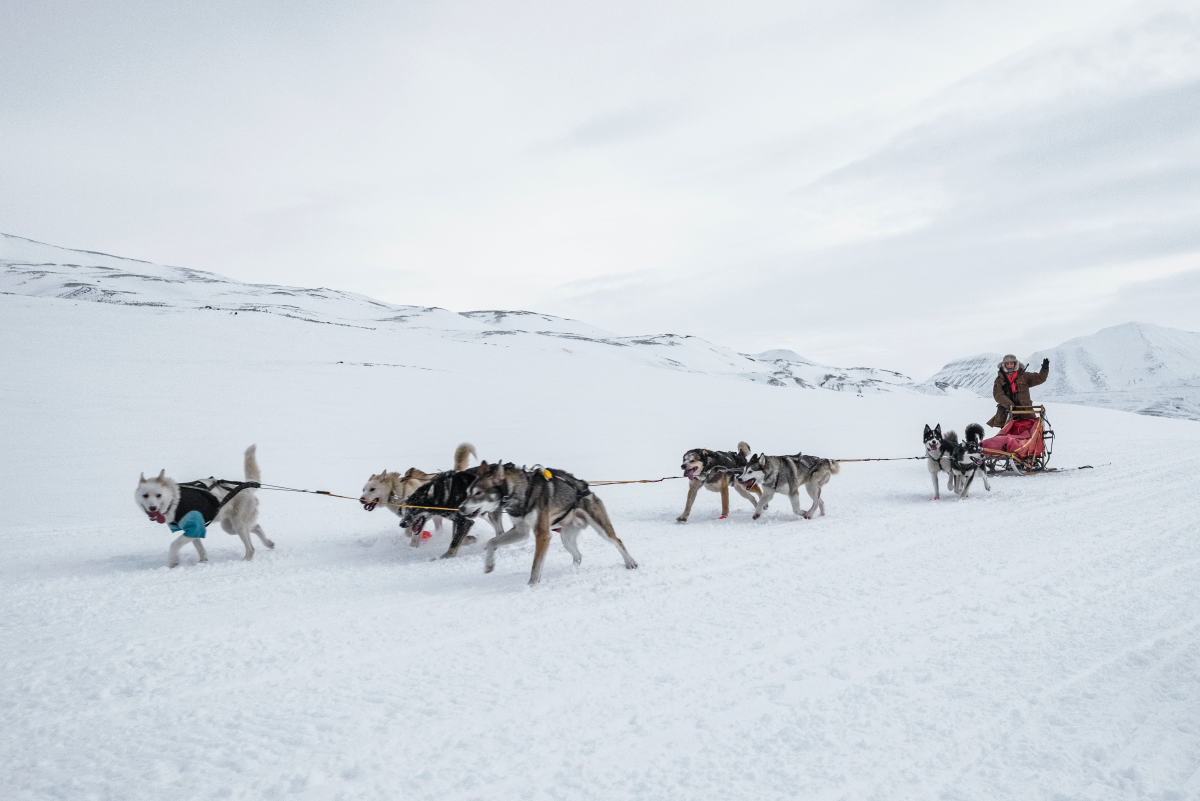 2013 Iditarod Winner Mitch Seavey and His Team of Dogs
